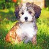 Havanese Puppy Paint By Numbers