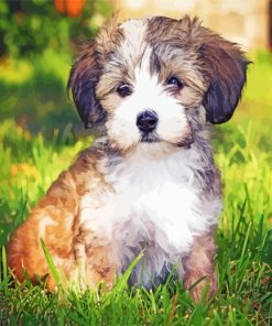 Havanese Puppy Paint By Numbers