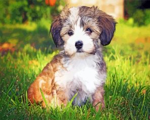 Havanese Puppy Paint By Numbers