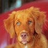 Brown Toller Paint By Numbers