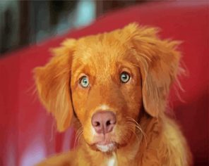 Brown Toller Paint By Numbers