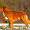 Brown Scotia toller Paint By Numbers