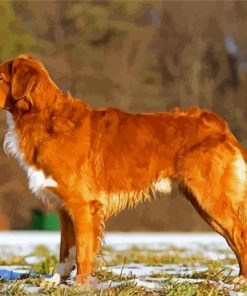 Brown Scotia toller Paint By Numbers