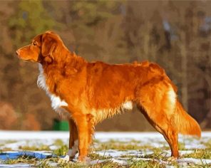 Brown Scotia toller Paint By Numbers