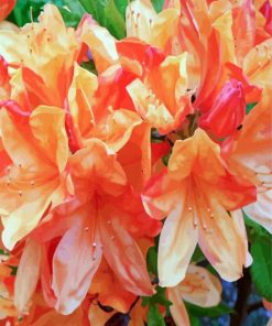 Blooming Azaleas Roses Paint By Numbers