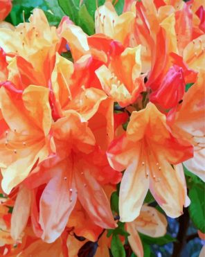 Blooming Azaleas Roses Paint By Numbers