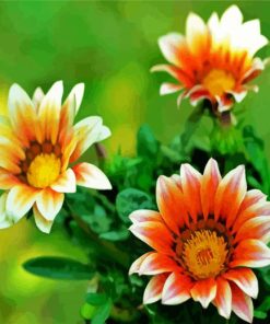 Orange White Gazania Paint By Numbers