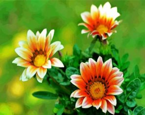 Orange White Gazania Paint By Numbers