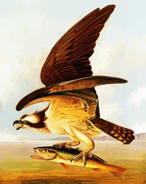 Osprey And Weakfish Paint By Numbers