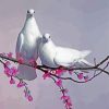 Pigeon Couple Paint By Numbers