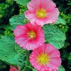 Beautiful Hollyhocks Paint By Numbers