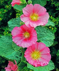 Beautiful Hollyhocks Paint By Numbers