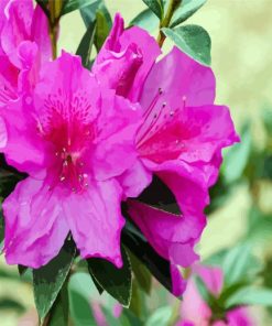 Purple Azaleas Paint By Numbers