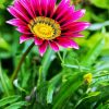 Purple Gazania Paint By Numbers