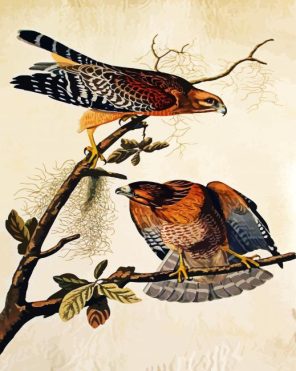 Shouldered Hawks Paint By Numbers