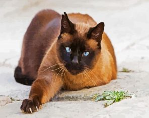 Brown Siamese -Paint By Numbers