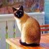 Siamese Kitty Paint By Numbers