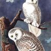 Snowy Owl Paint By Numbers