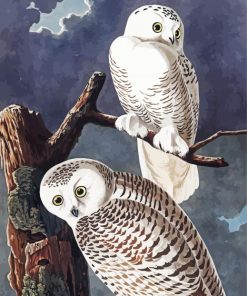 Snowy Owl Paint By Numbers