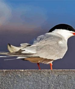 White Sternidae Paint By Numbers