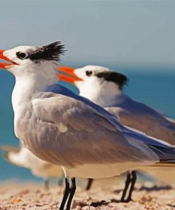 Sternidae Birds Paint By Numbers