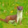 Brown Stoat Paint By Numbers