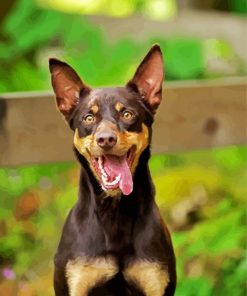 Kelpie Puppy Paint By Numbers