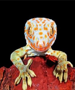 Tokay Lizard Paint By Numbers