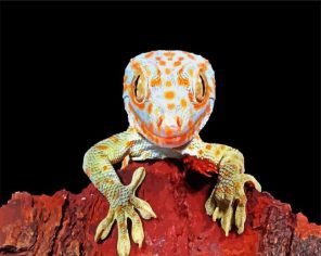 Tokay Lizard Paint By Numbers