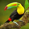 Tucan Bird Paint By Numbers