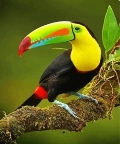 Tucan Bird Paint By Numbers