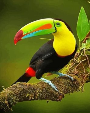 Tucan Bird Paint By Numbers