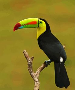 Tucan Paint By Numbers