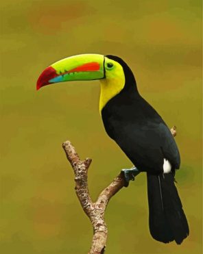 Tucan Paint By Numbers