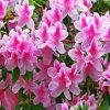 Pink And White Azaleas Paint By Numbers