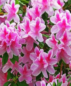 Pink And White Azaleas Paint By Numbers