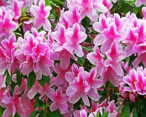 Pink And White Azaleas Paint By Numbers