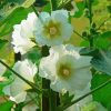 White Hollyhocks Paint By Numbers