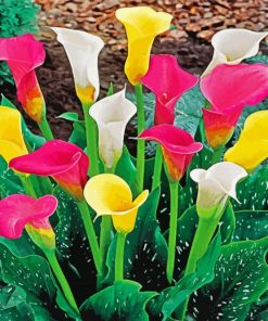 Colorful Arum Lily Paint By Numbers