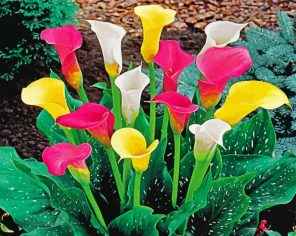 Colorful Arum Lily Paint By Numbers