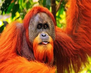 Aesthetic Orangutan Paint By Numbers