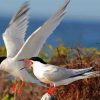 White Sternidae Birds Paint By Numbers