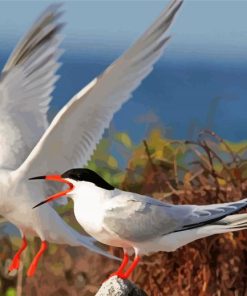 White Sternidae Birds Paint By Numbers