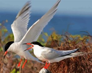 White Sternidae Birds Paint By Numbers