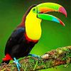 Aesthetic Tucan Bird Paint By Numbers