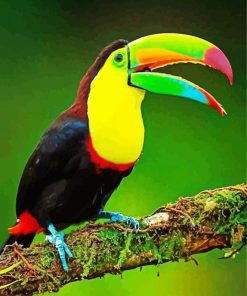 Aesthetic Tucan Bird Paint By Numbers