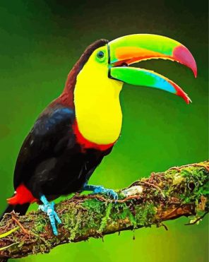 Aesthetic Tucan Bird Paint By Numbers