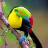 esthetic Tucan Paint By Numbers