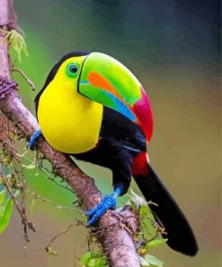 esthetic Tucan Paint By Numbers