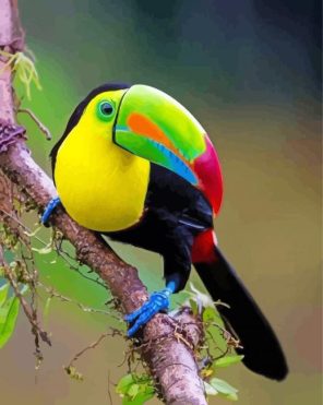 esthetic Tucan Paint By Numbers